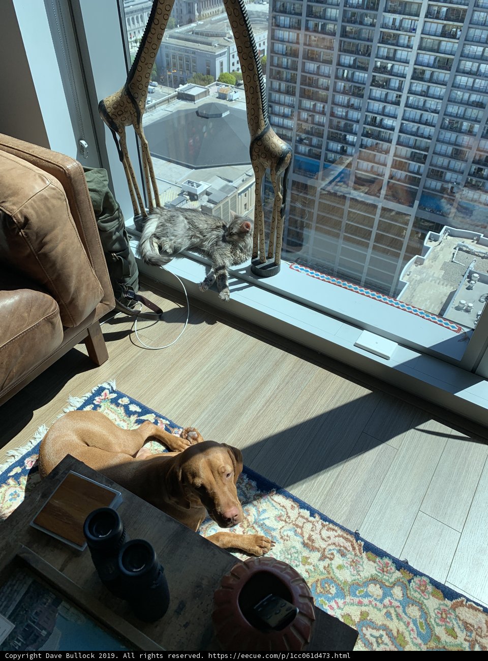 Cozy Companion