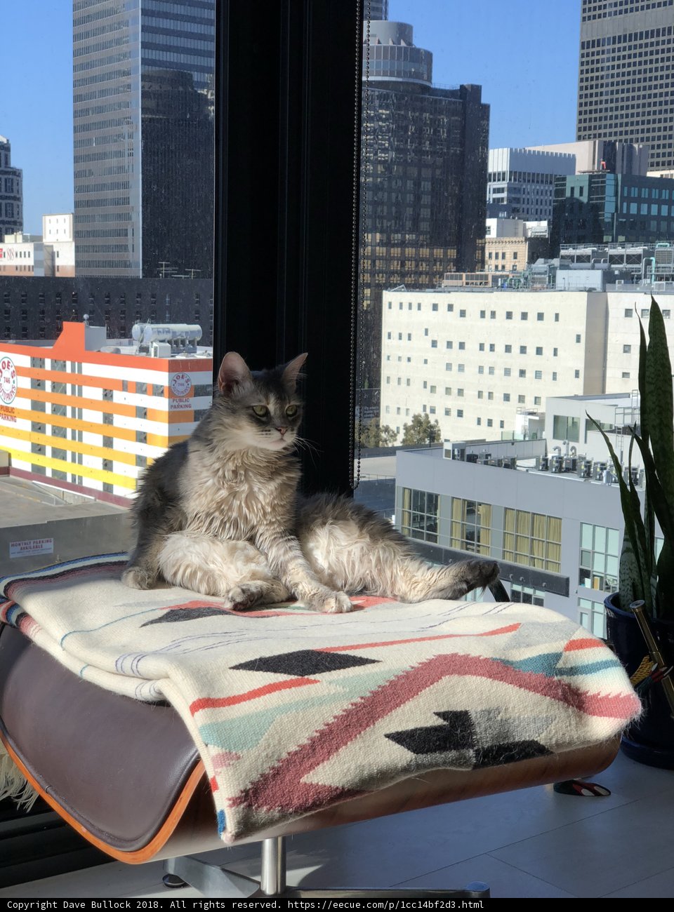 Urban Cat