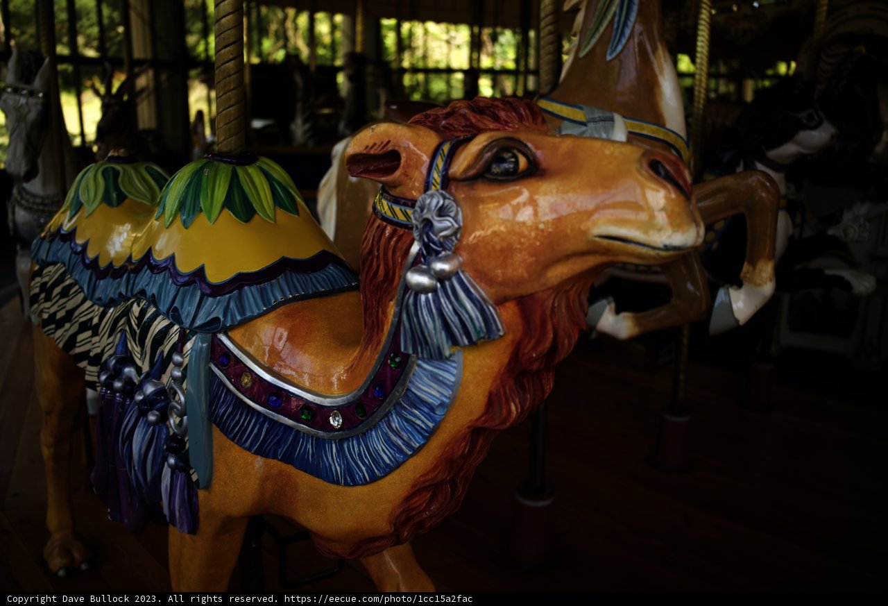 A Whimsical Ride through Golden Gate Park