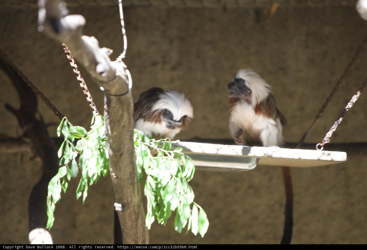 Monkey Business on a Branch