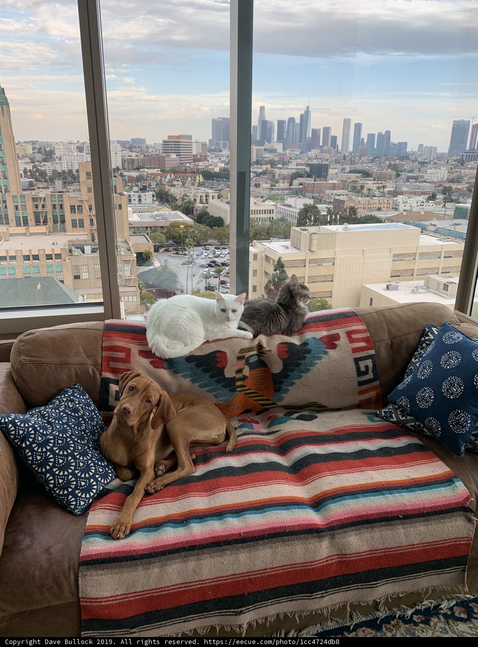 Cozy Companions