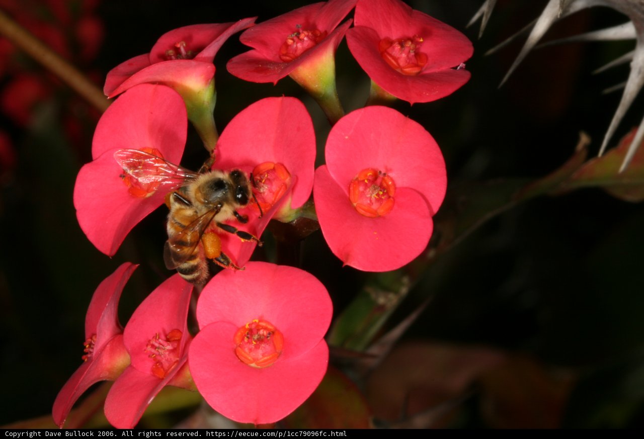 Busy Bee on Pink Geranium