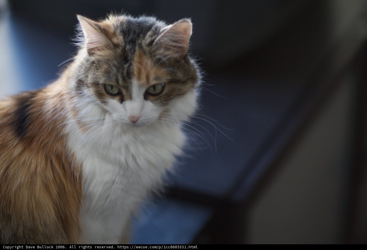Calico Cat on the Table
