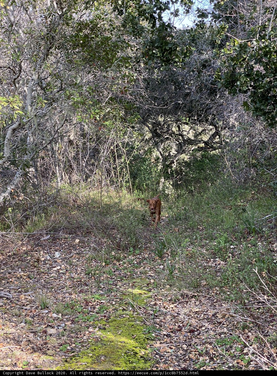 A Canine Strolls Through the Woods