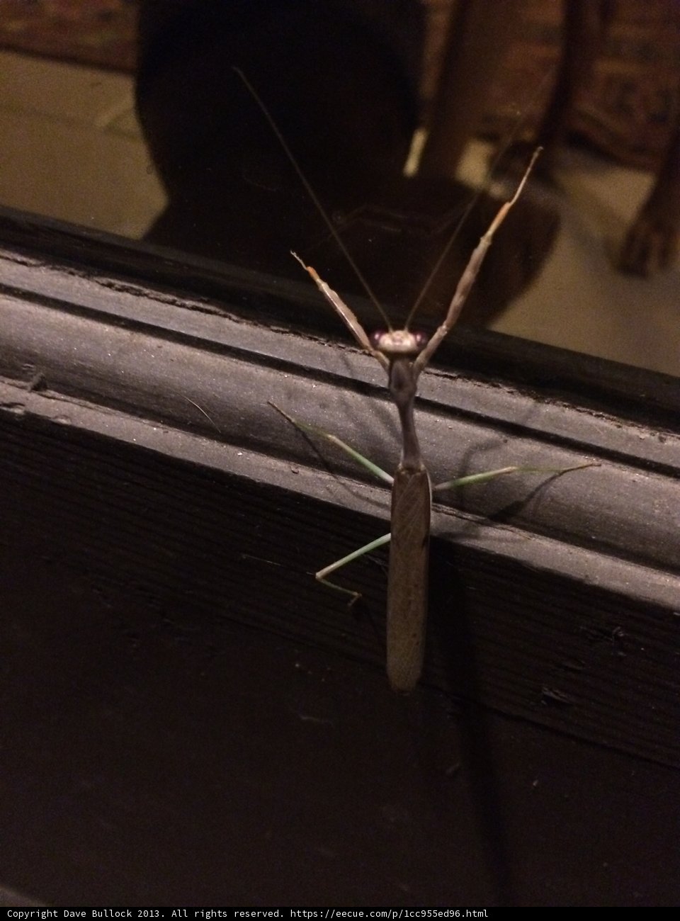 Graceful Praying Mantis