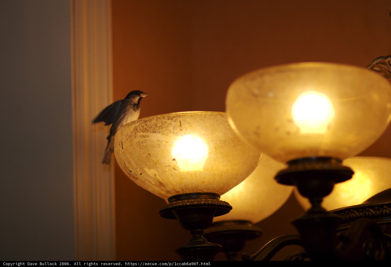 Perching on a Lamp Post