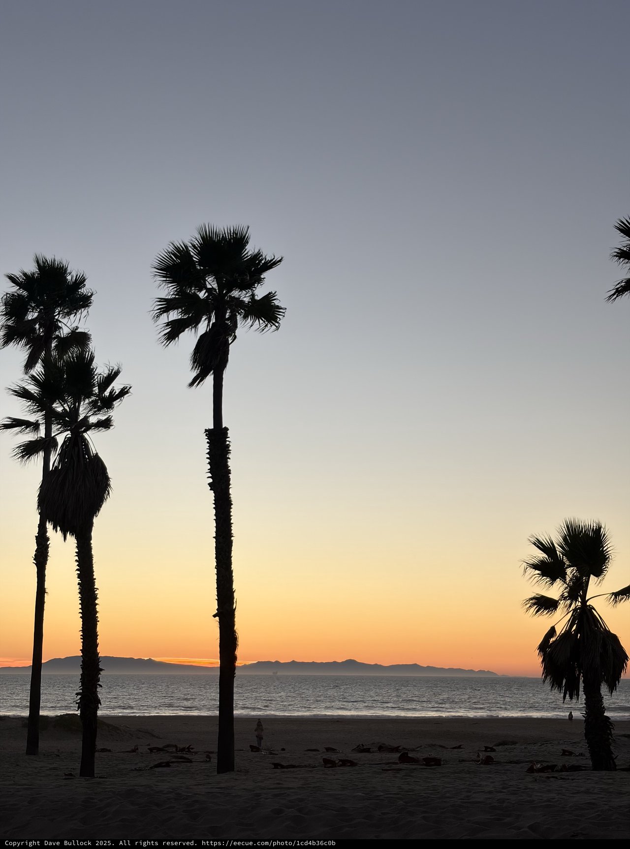 Palm Trees at Dusk on Tranquil Beach