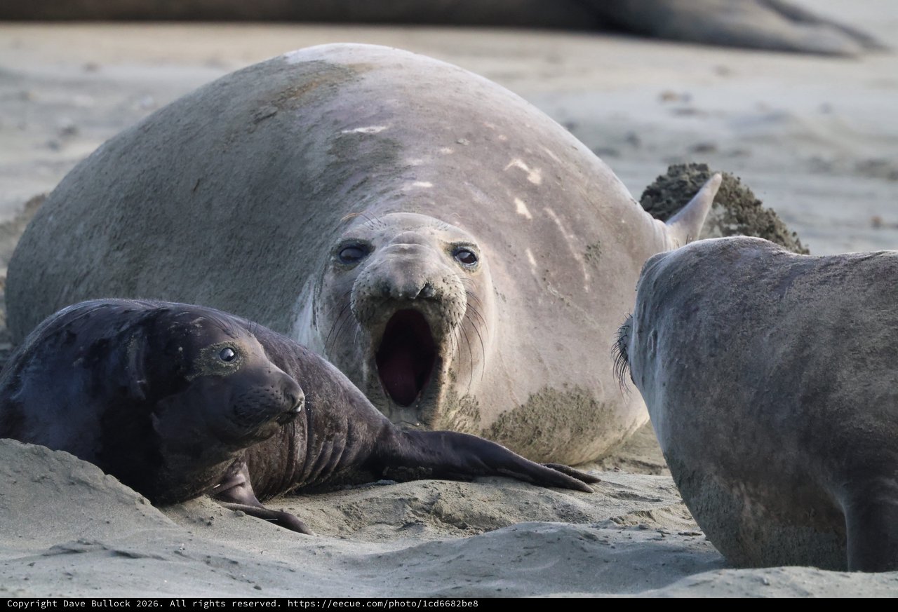Elephant Seal Mother Vocalizing at Drakes Beach