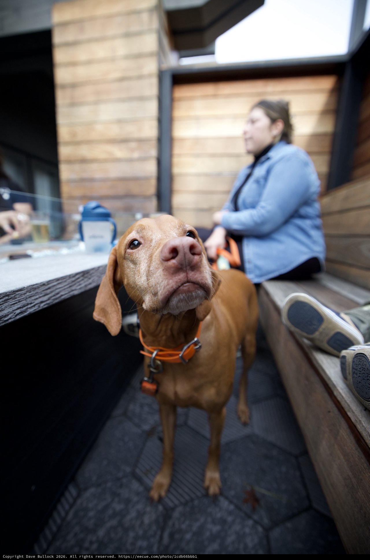 Curious Dog Looking Up in Modern Cafe