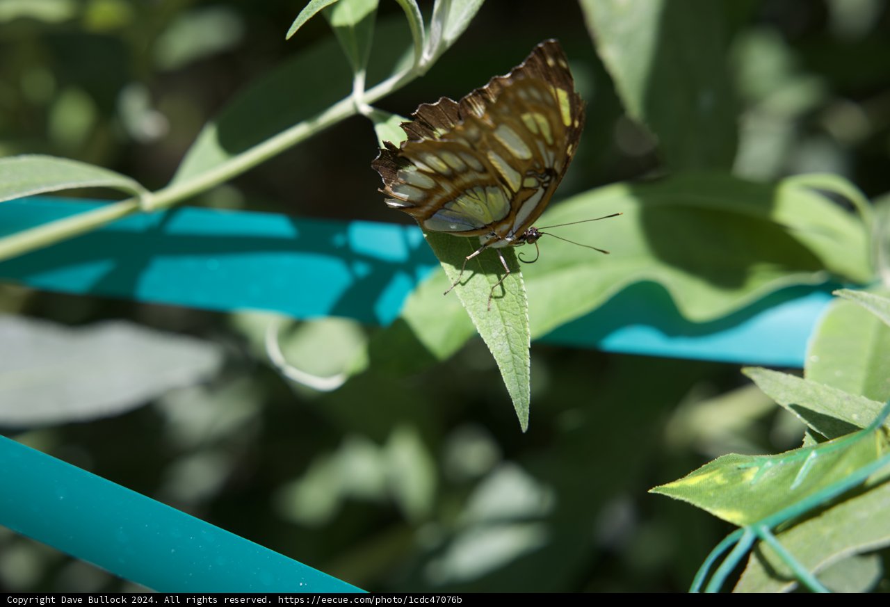 Enchanted Wings