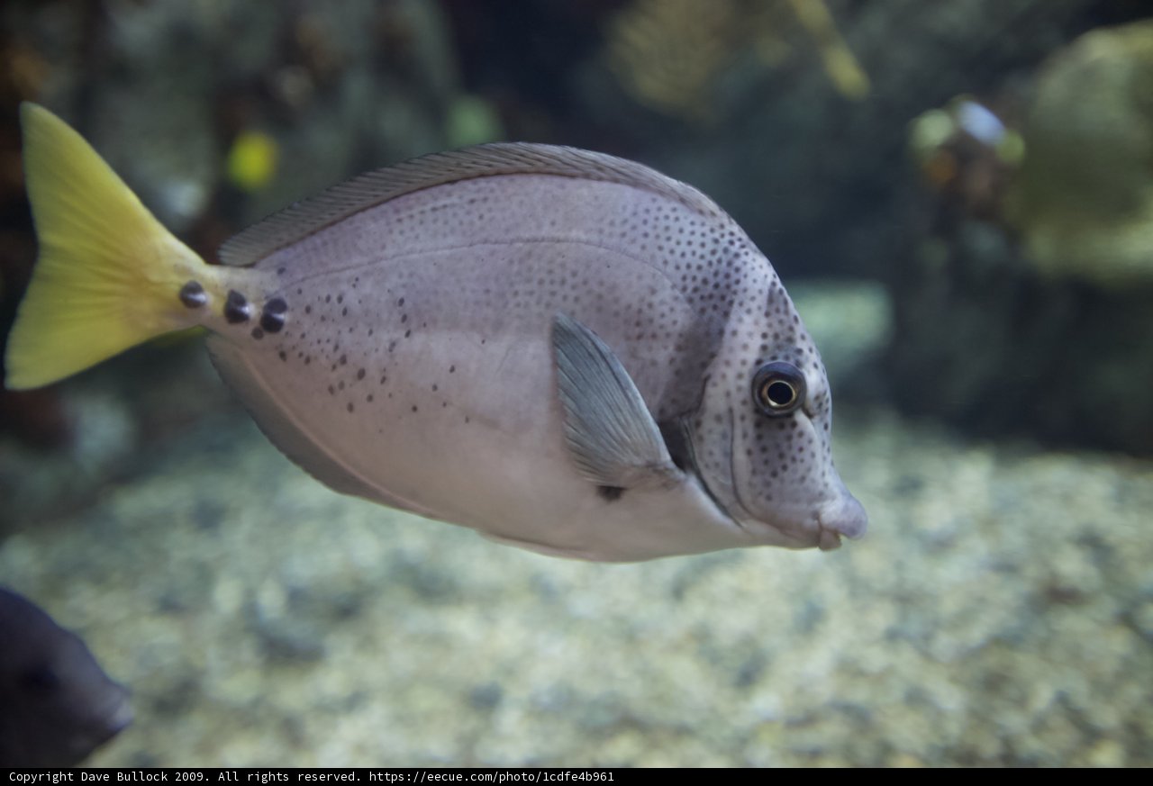 Gray and White Angelfish with Yellow Spots