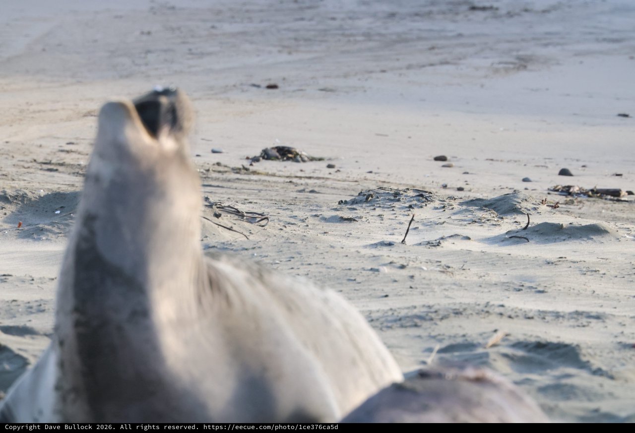 Elephant Seal Pup Howling at Drakes Beach