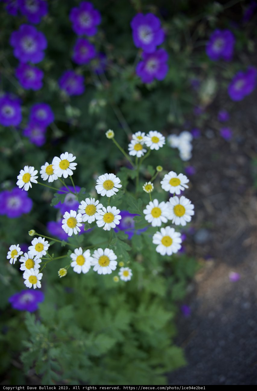 Blooming Symphony in San Francisco