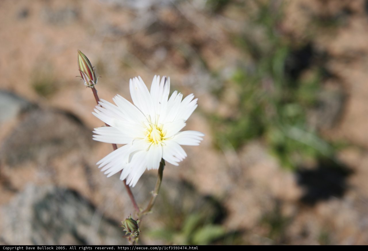 Beauty in the Rocks