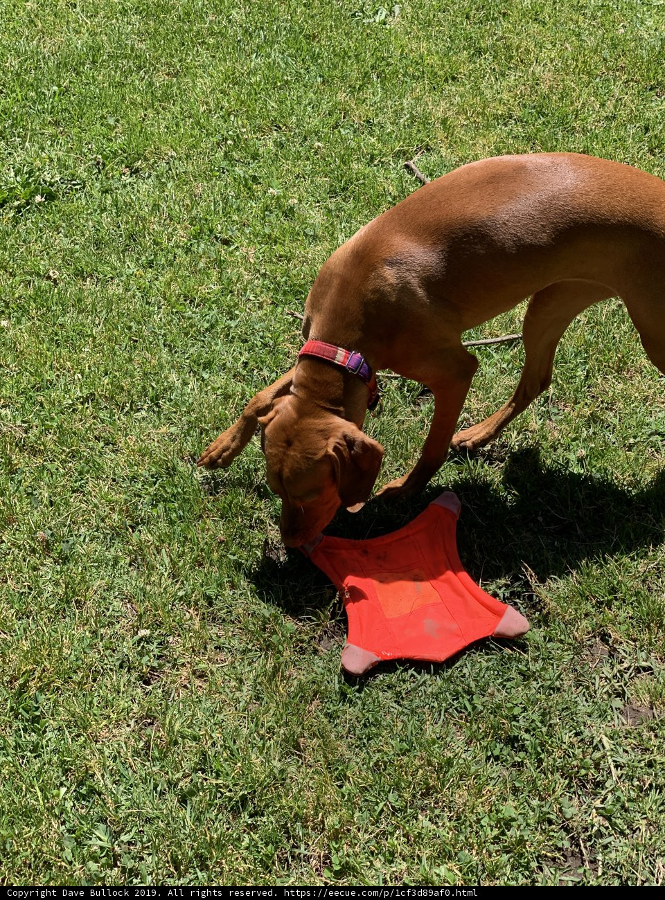A Vizsla's Favorite Pastime