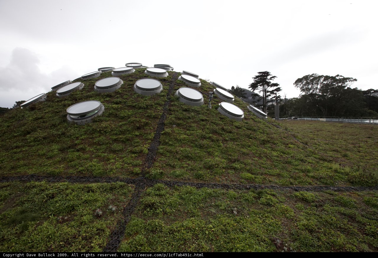 A Grass Roof with Circular Windows
