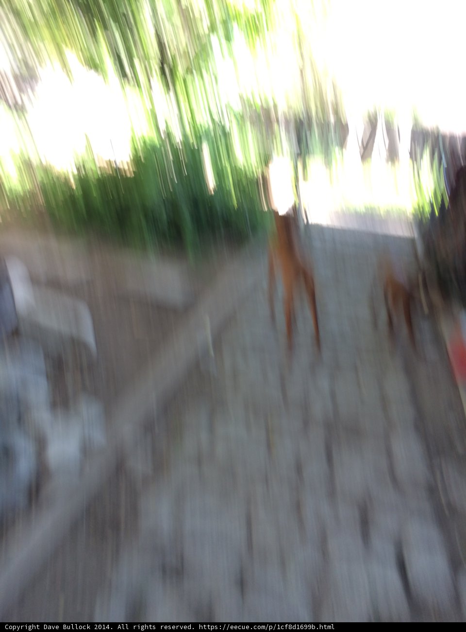 Blurry Canine on Path