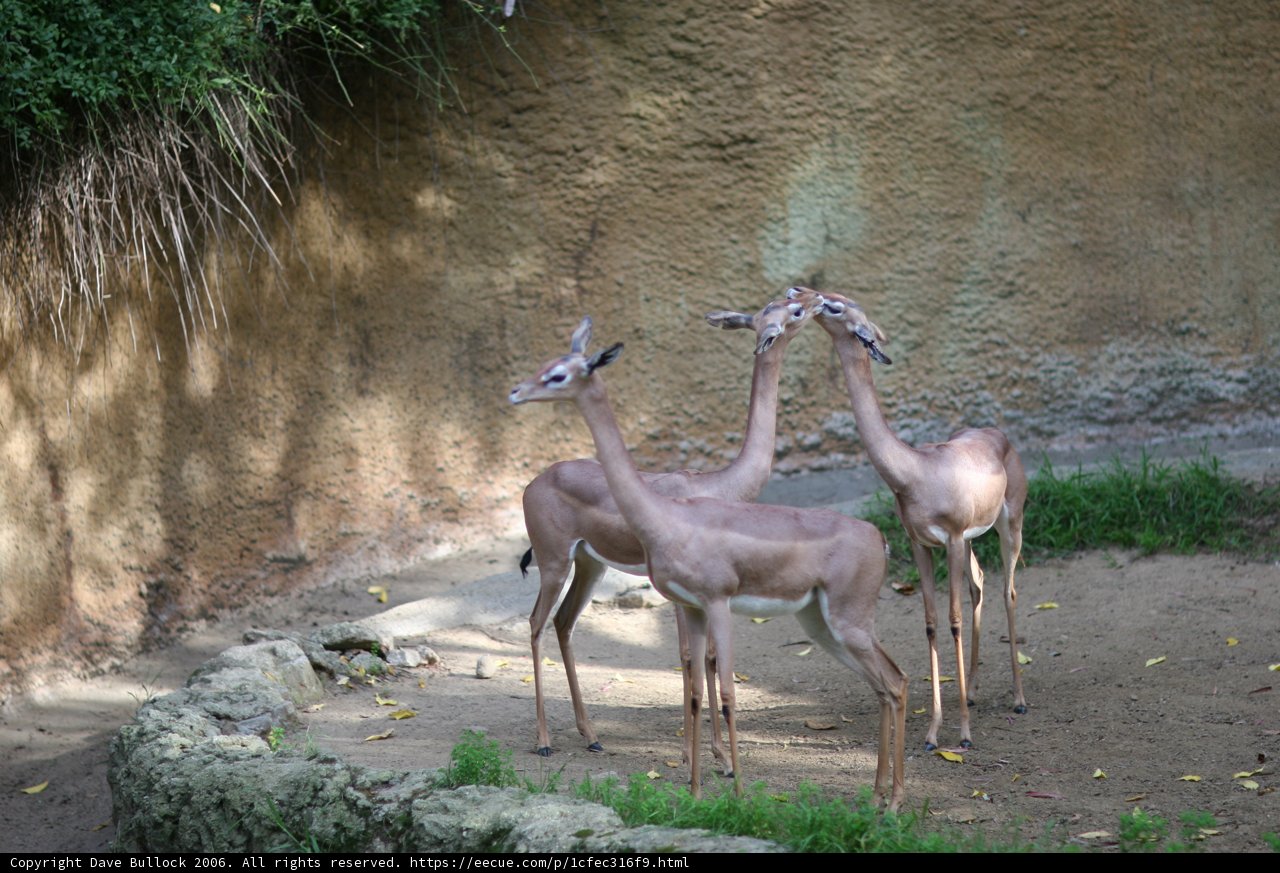 The Three Gazelles