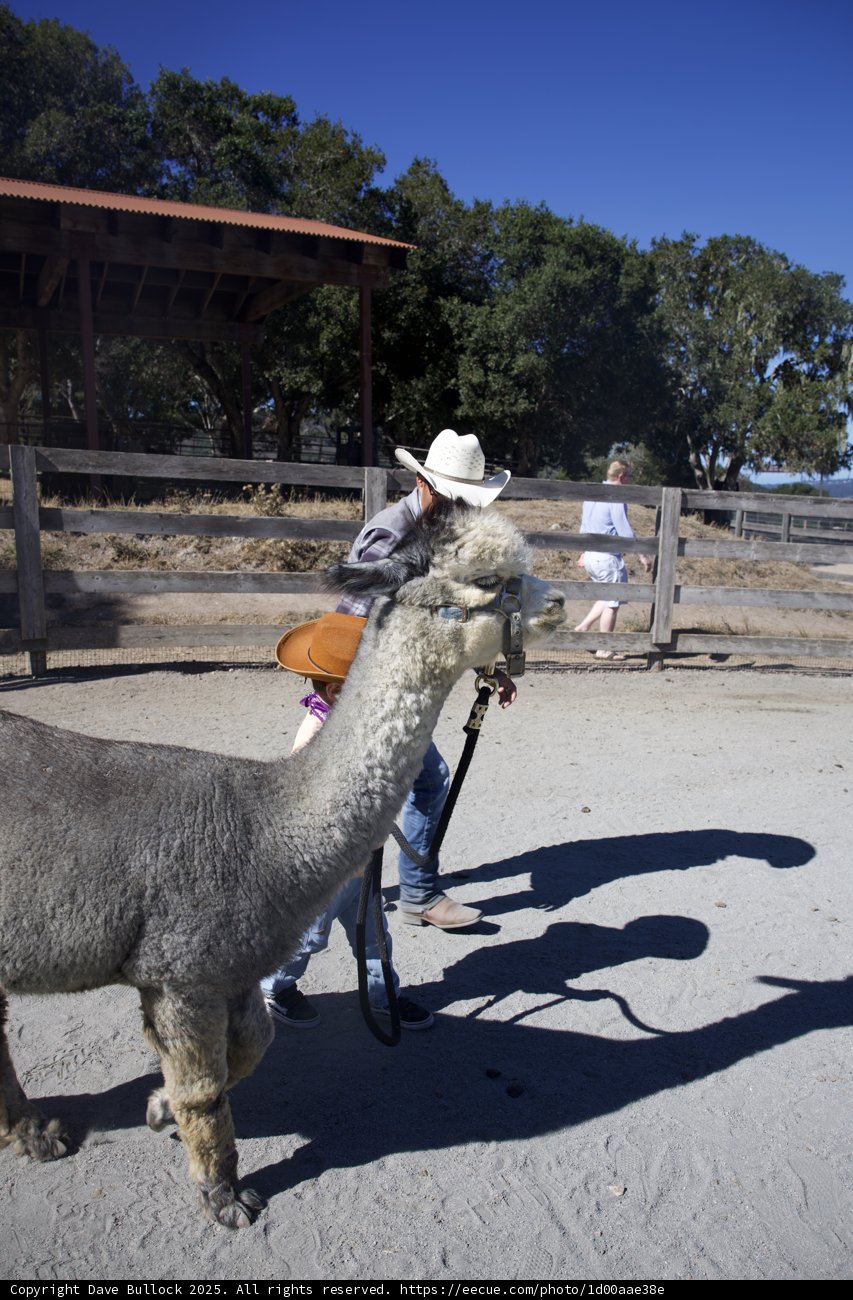 Llama Stroll at Carmel Valley Ranch