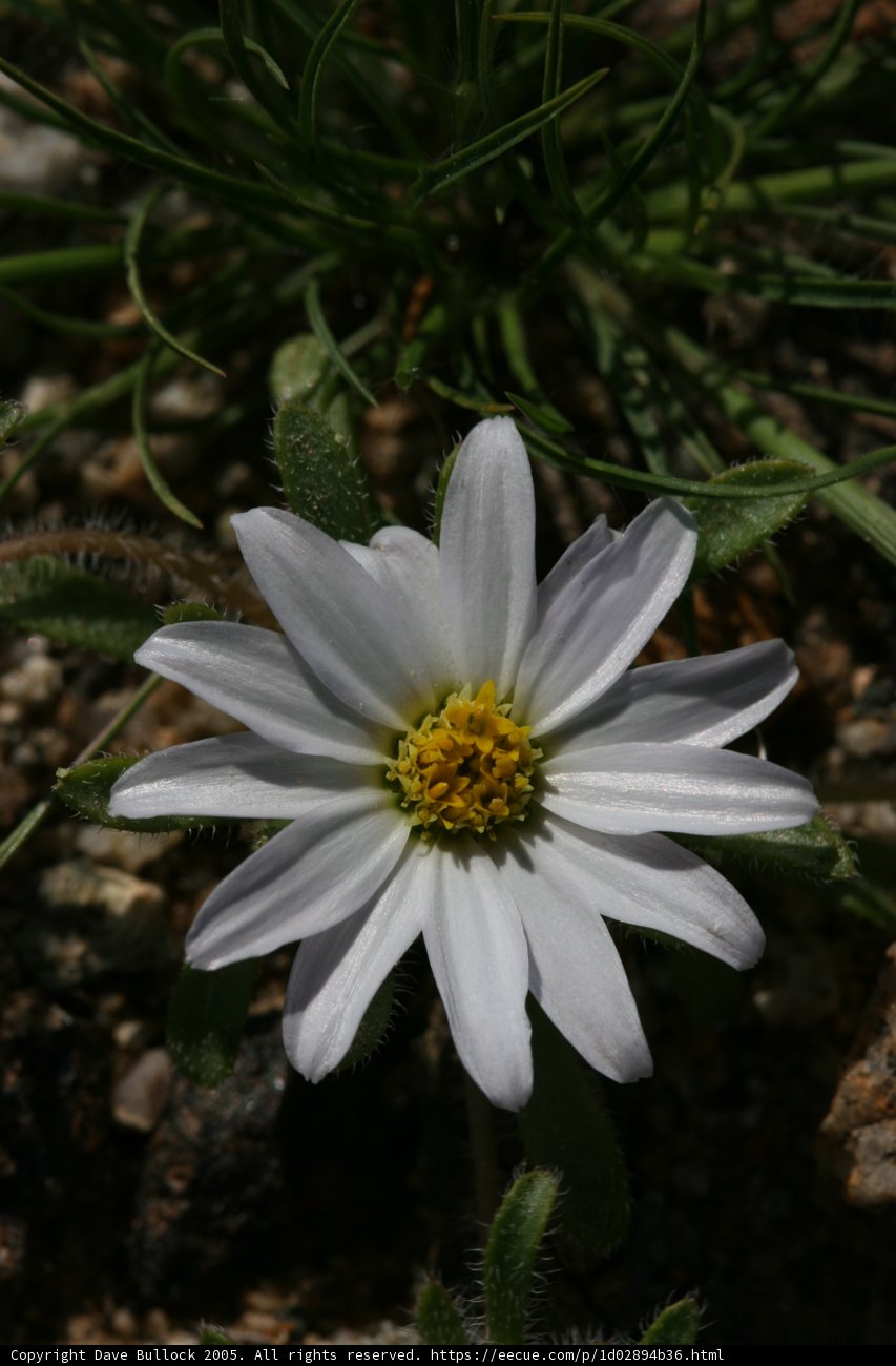 Sunny Daisy