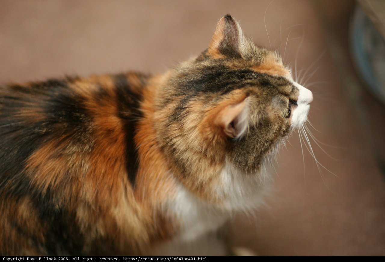Curious Calico