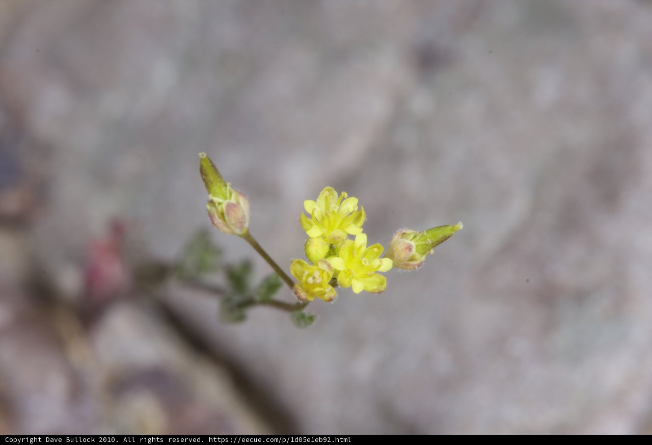 A Tiny Flower Growing on a Rocky Terrain