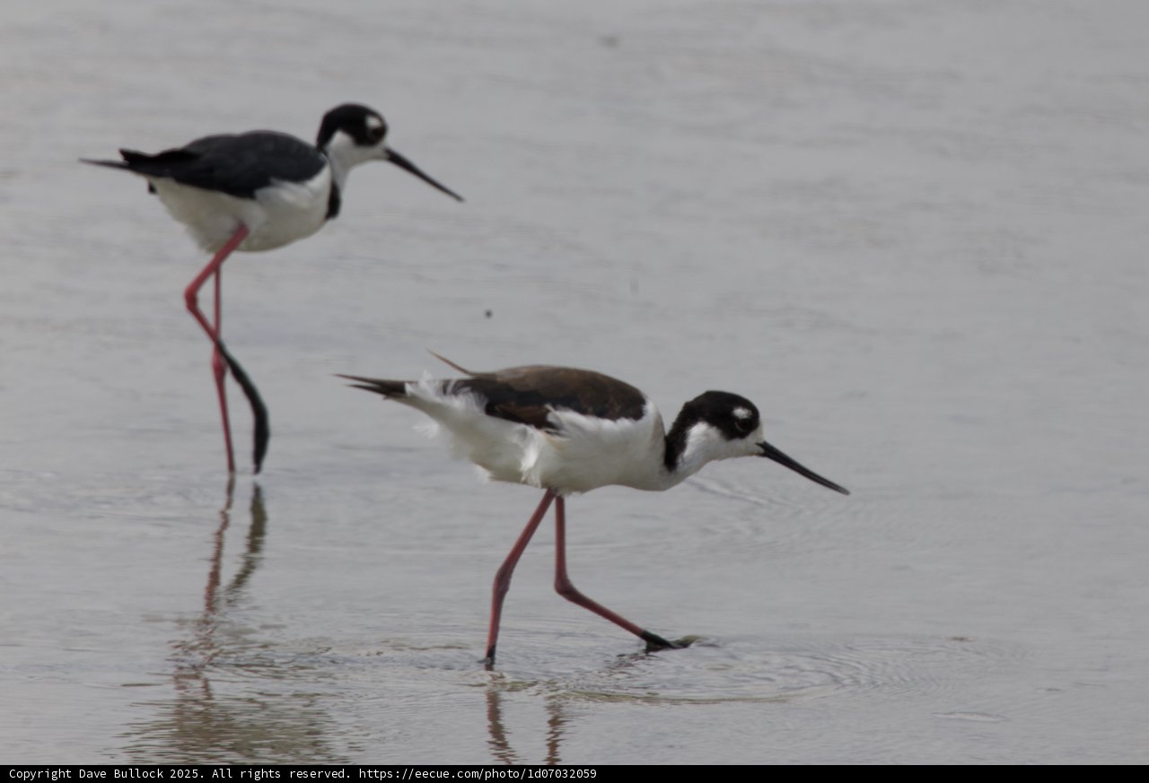 Wading Companions