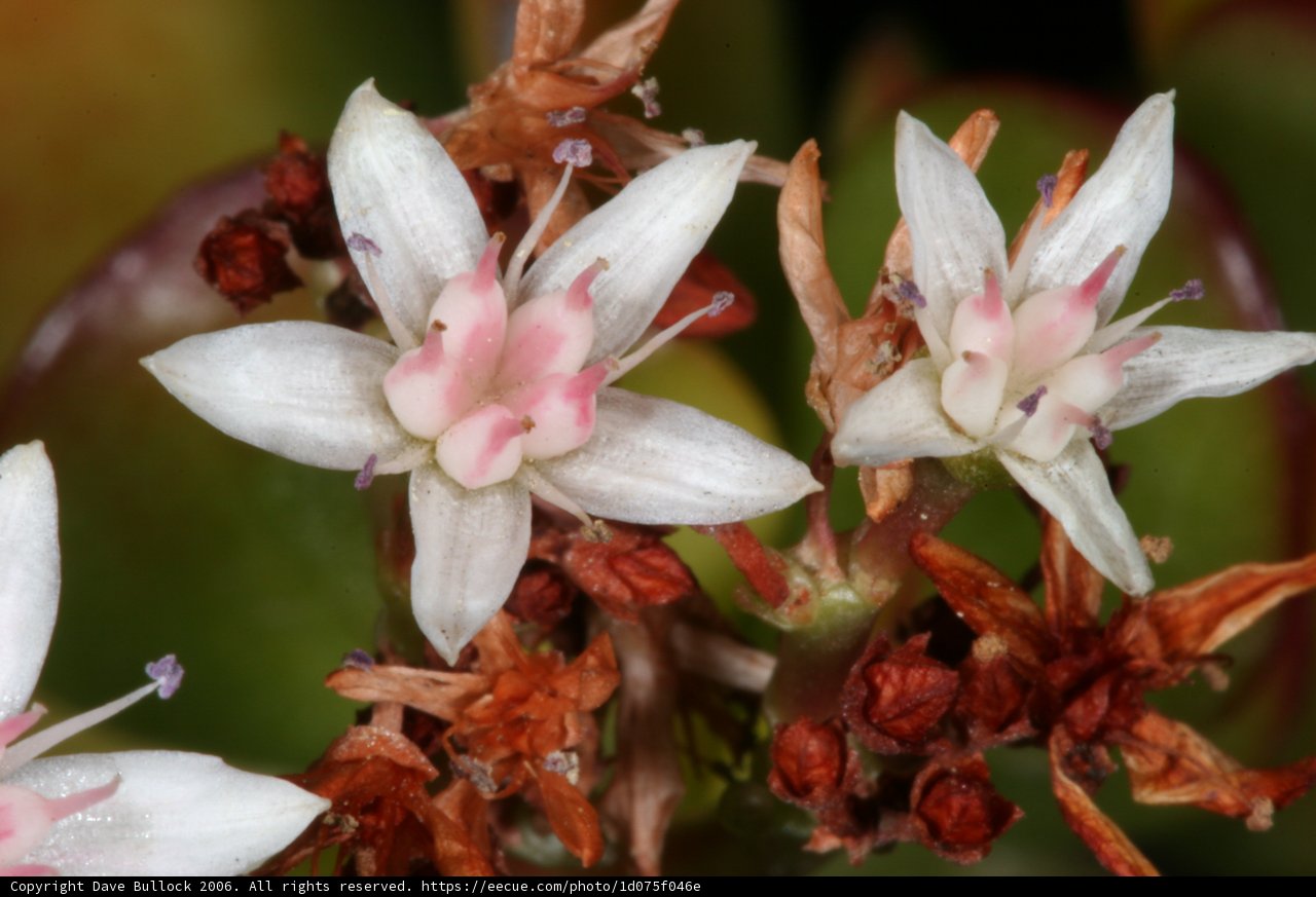 Flora in Bloom