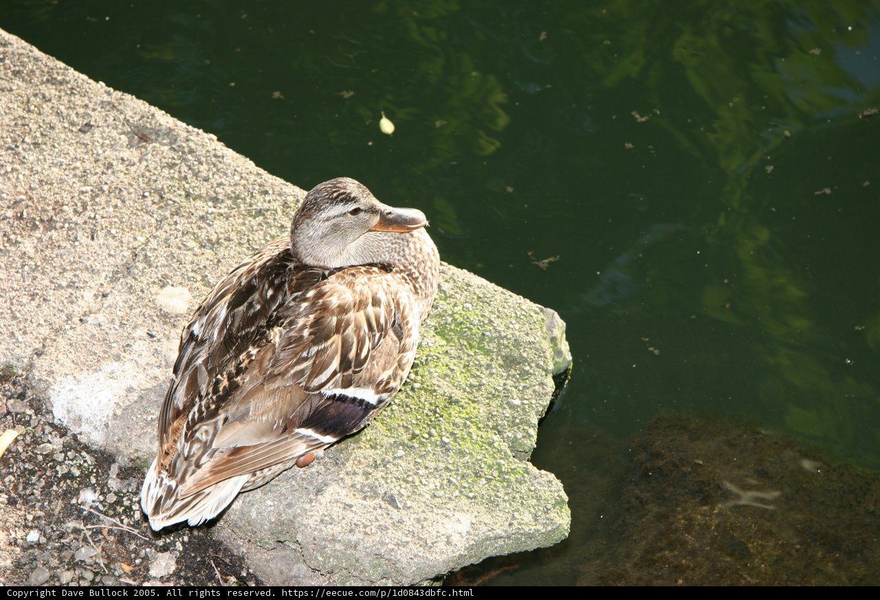 Mallard Duck on Rocks by the Pond