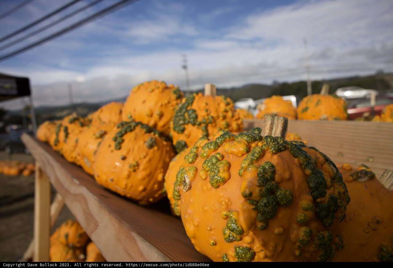 Pumpkin Harvest in Halfmoon Bay, 2023