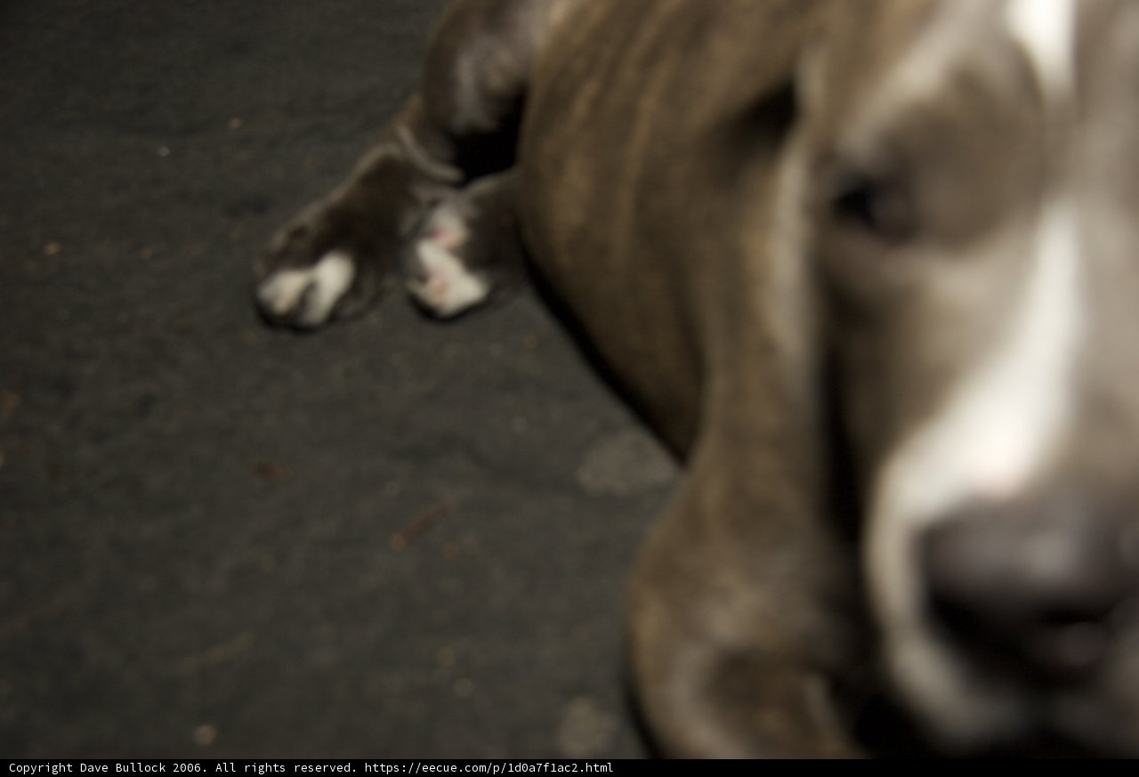 Laid-back Hound