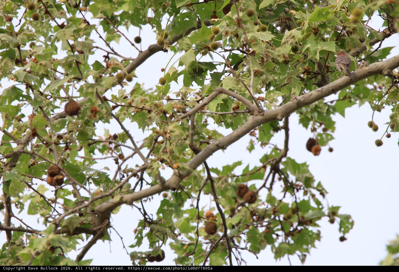 Sycamore Tree with Seed Balls and Spring Foliage