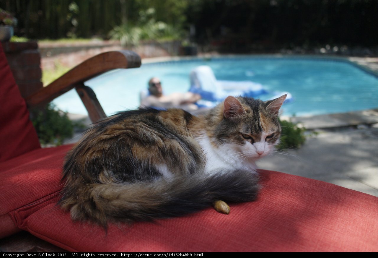 Feline Chill by the Pool