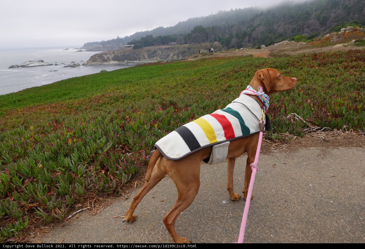 Colorful Vizsla on a Beach Walk