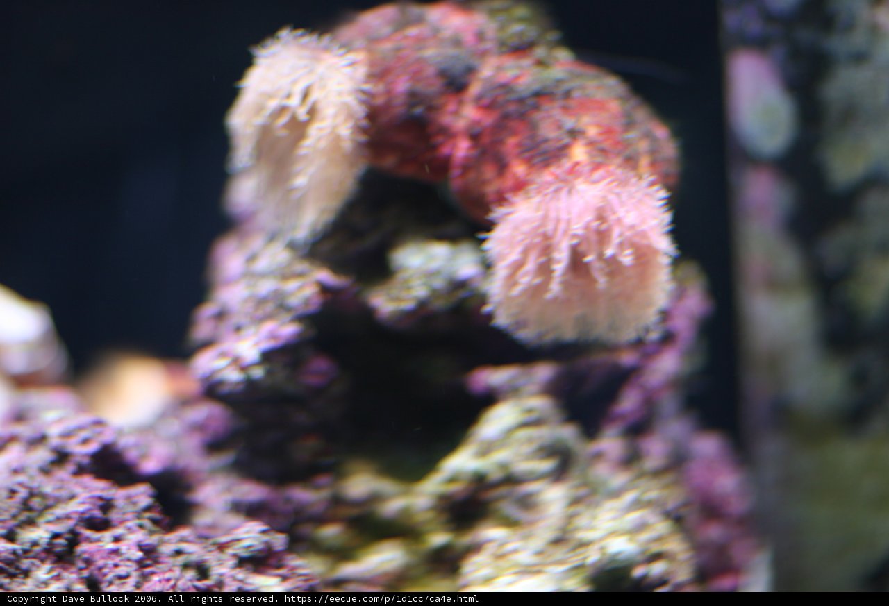 Pink Sea Anemone in an Aquarium