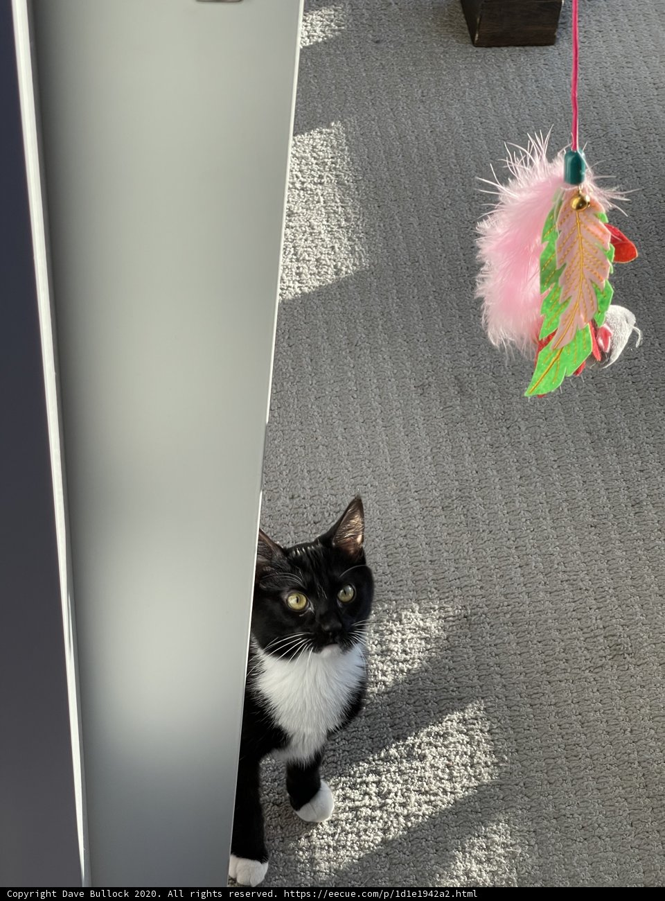 Inquisitive Manx cat explores toy on the floor