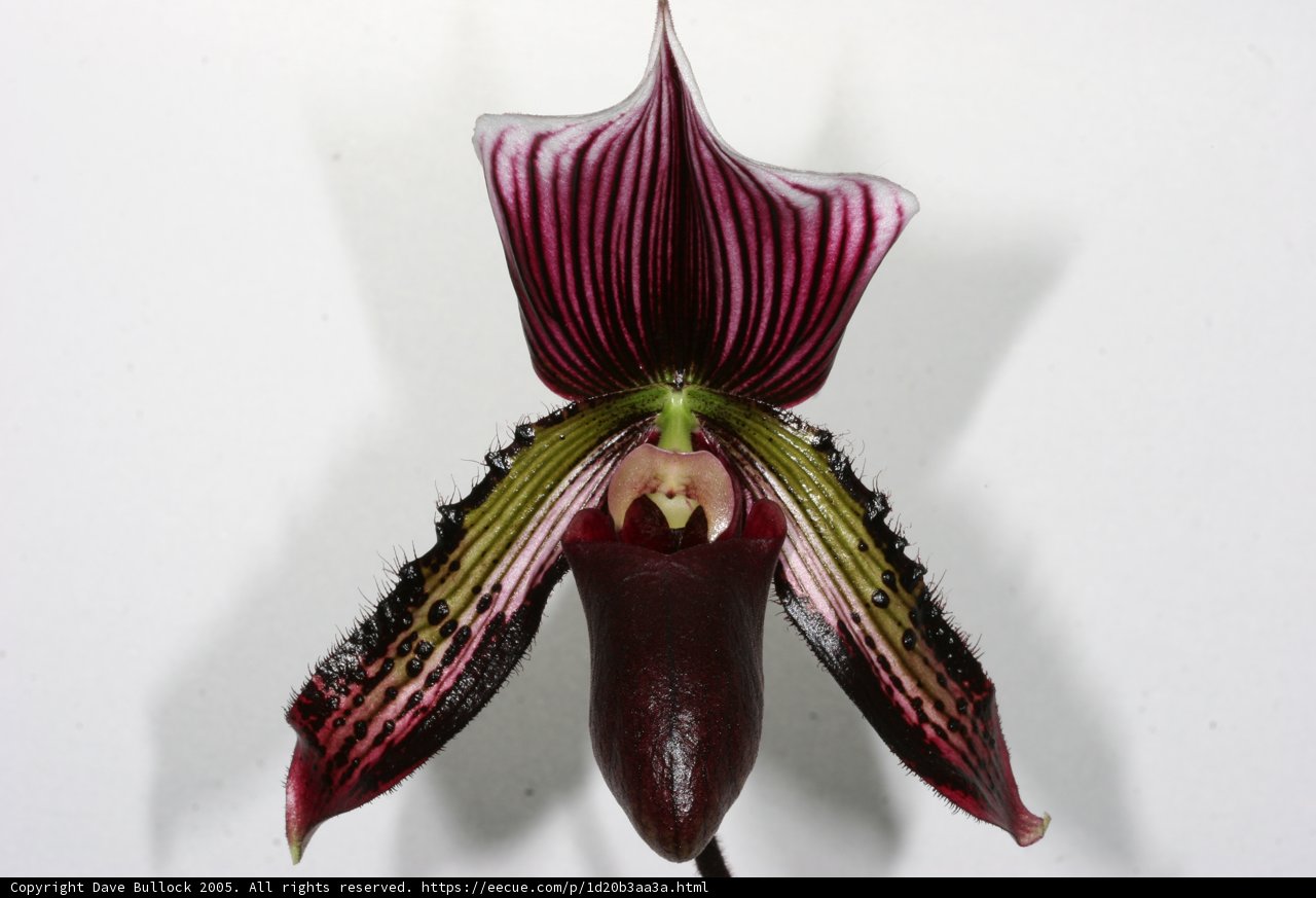 Purple and White Orchid Blossom