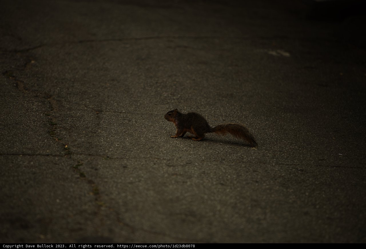 Urban Squirrel in Action!
