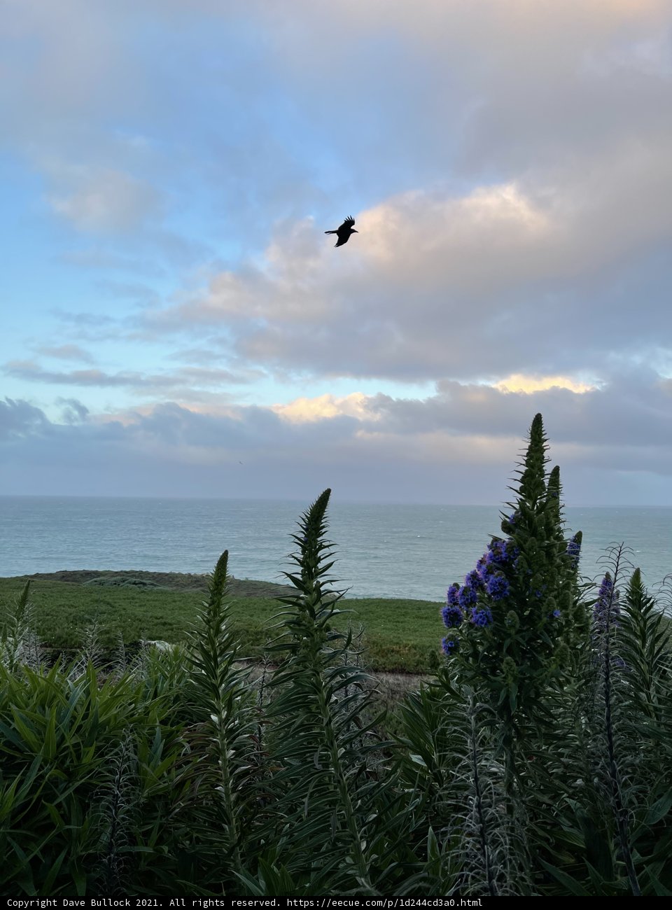 Flight Above the Ocean and Lupin Flowers
