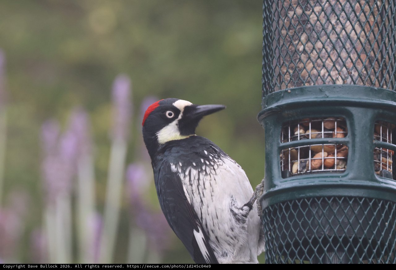Acorn Woodpecker Visits Backyard Bird Feeder