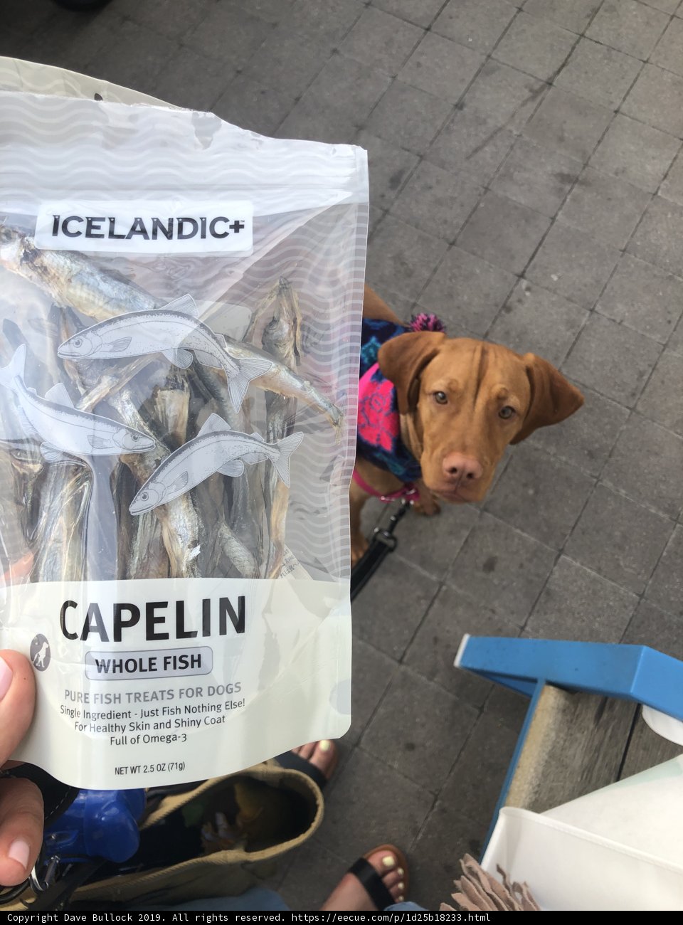 Fish for Fido