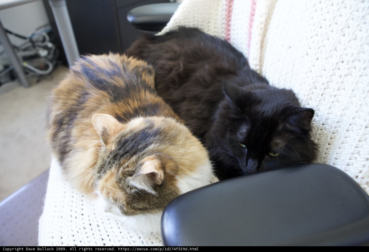 Feline Friends on the Cozy Couch