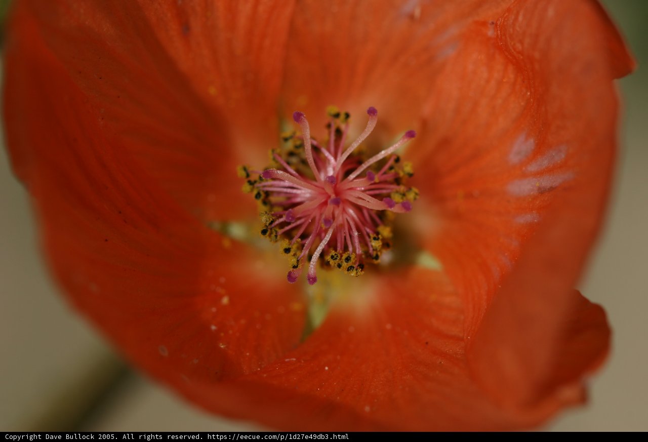 Orange Geranium in Full Bloom