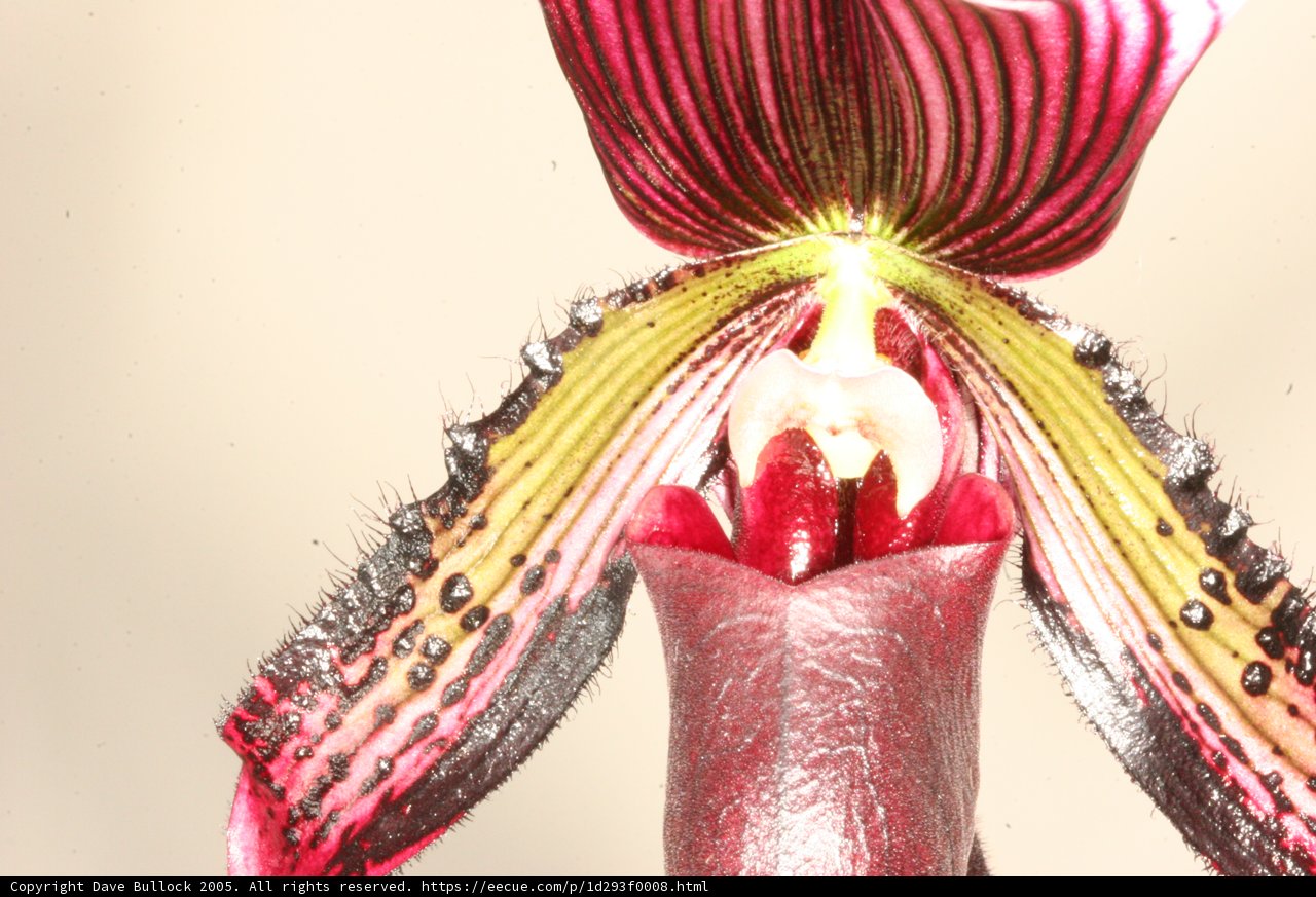 Orchid Beauty
