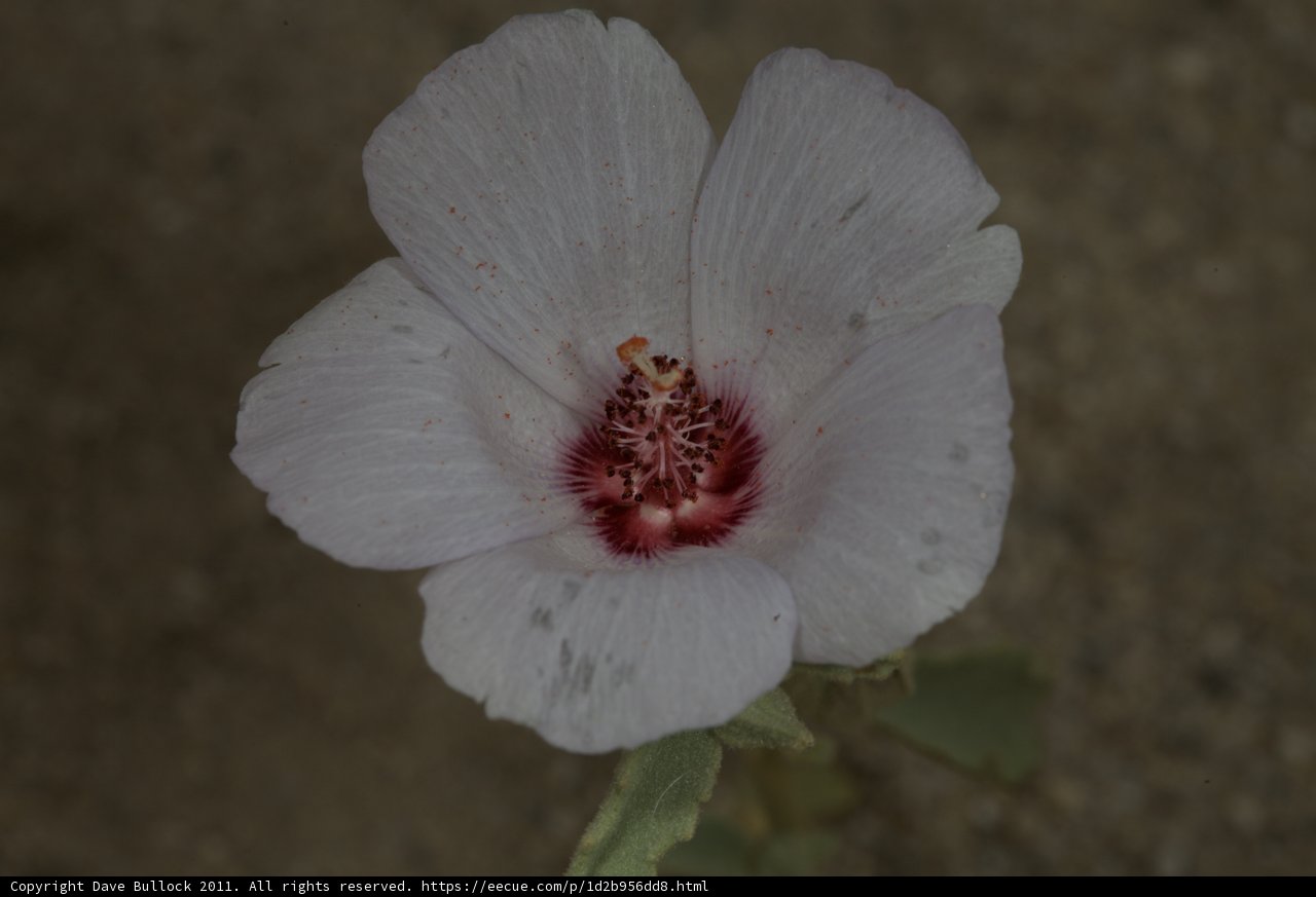 Red and White Beauty