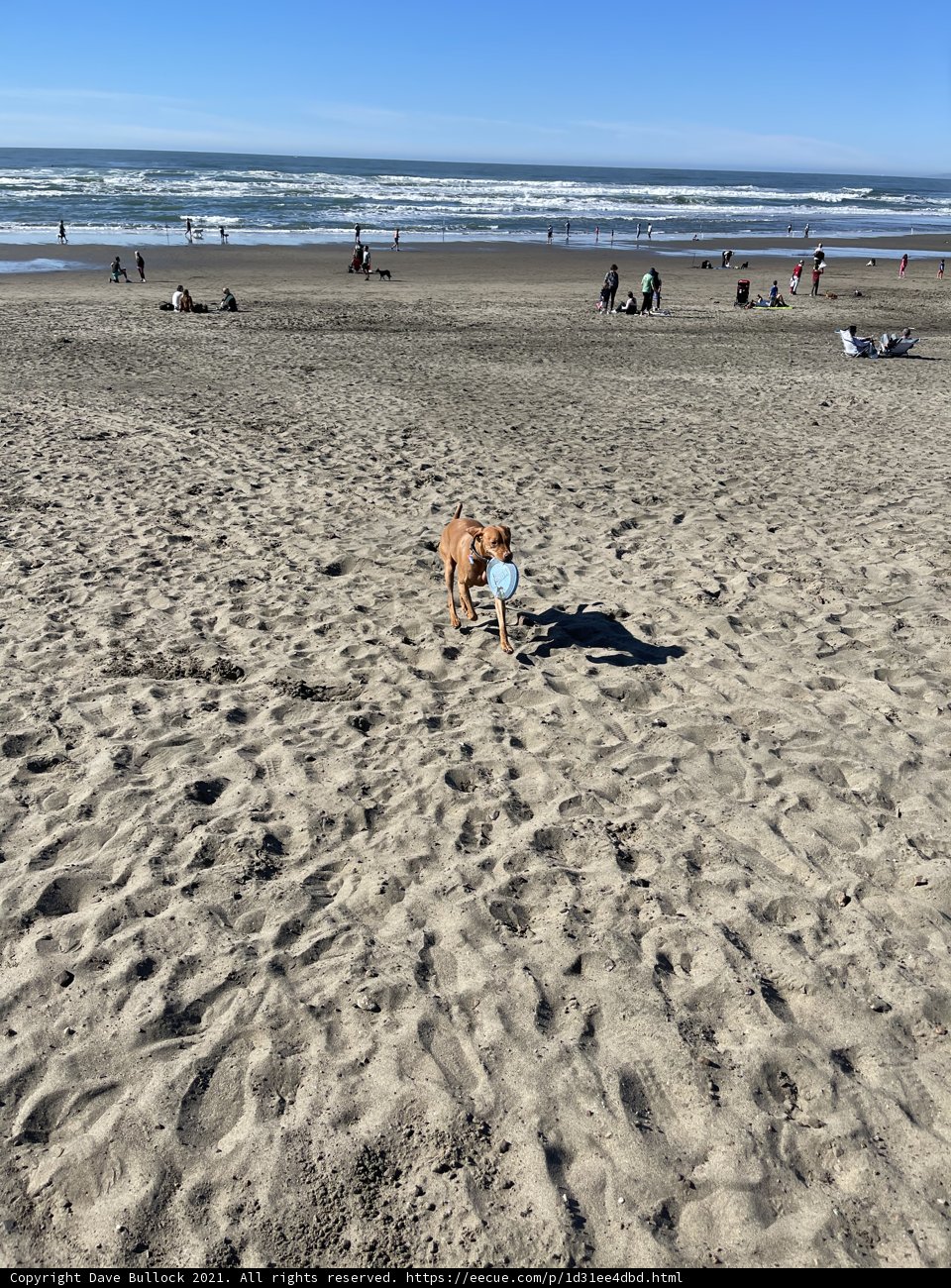 Playful Pup on the Golden Shores
