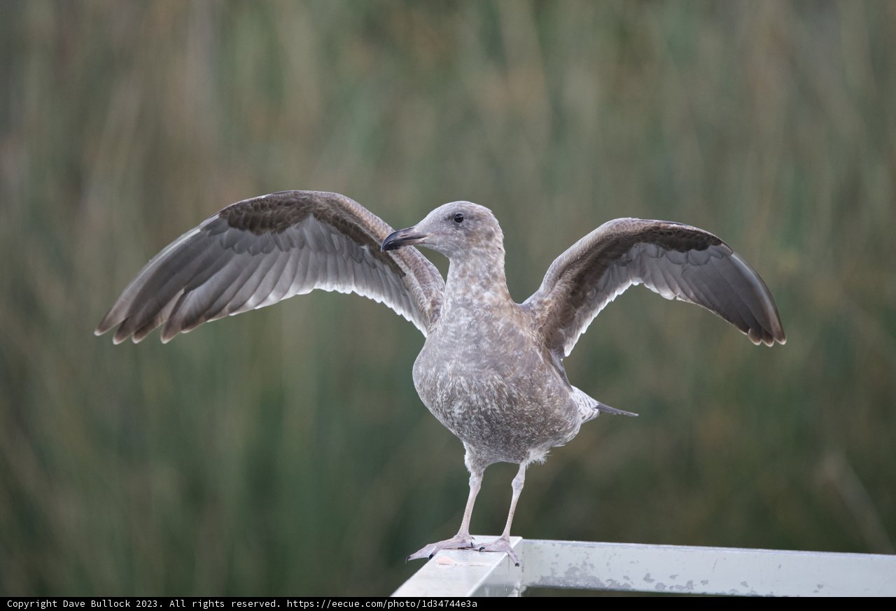 Dance of Wings at Lake Merced