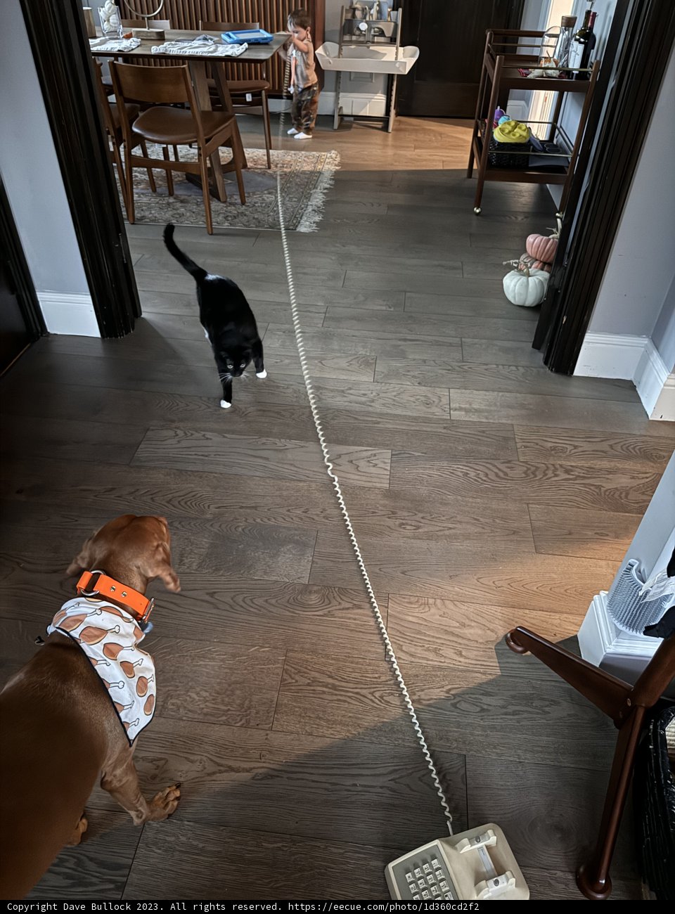 Paws & Purrs: A Furry Friendship