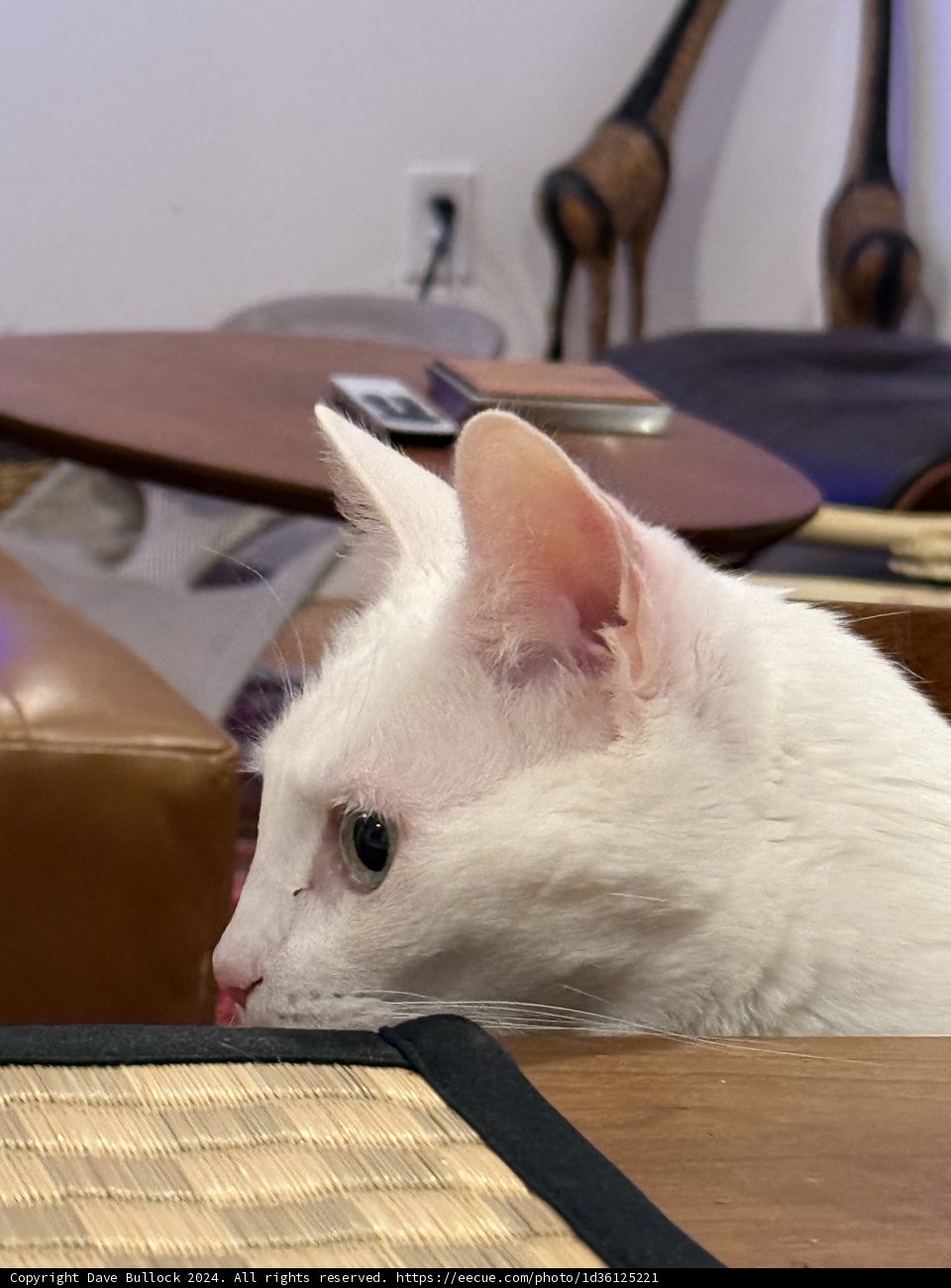 Curiosity on Whiskers
