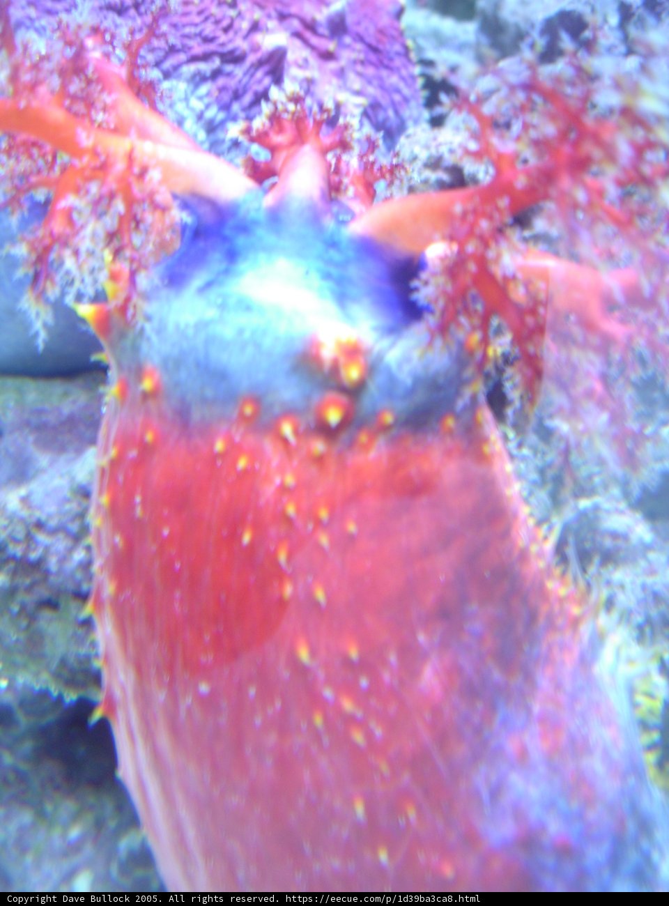 Colorful Sea Slug